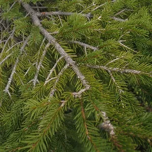 Хвойные опилки оптом в Коврове купить - оперативная доставка по всей России