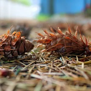 Хвойные опилки оптом в Коврове от завода-производителя Лигнум Ресурс