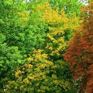 Лиственные опилки оптом в Коврове купить - оперативная доставка по всей России