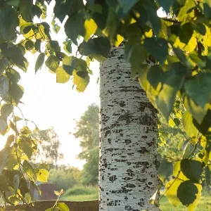 Опилки березовые оптом в Коврове купить - оперативная доставка по всей России