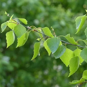 Опилки березовые оптом в Коврове от завода-производителя Лигнум Ресурс