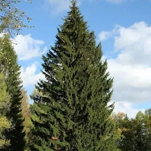 Еловые опилки оптом в Коврове купить - оперативная доставка по всей России