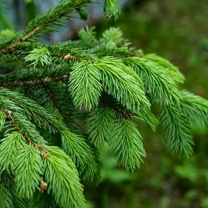 Еловые опилки оптом в Коврове от завода-производителя Лигнум Ресурс