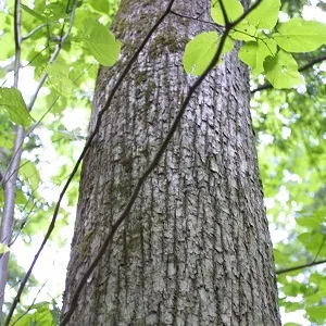 Опилки липовые оптом в Коврове купить - оперативная доставка по всей России