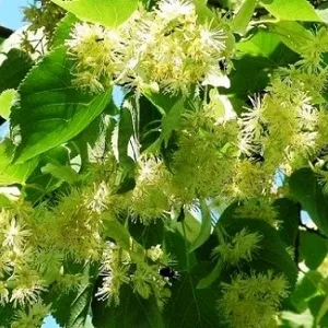 Опилки липовые оптом в Коврове от завода-производителя Лигнум Ресурс