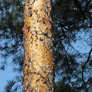 Сосновые опилки оптом в Коврове купить - оперативная доставка по всей России