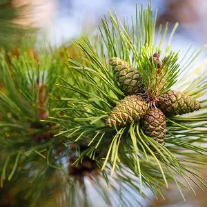 Сосновые опилки оптом в Коврове от завода-производителя Лигнум Ресурс