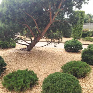 Хвойная щепа оптом в Коврове купить - оперативная доставка по всей России